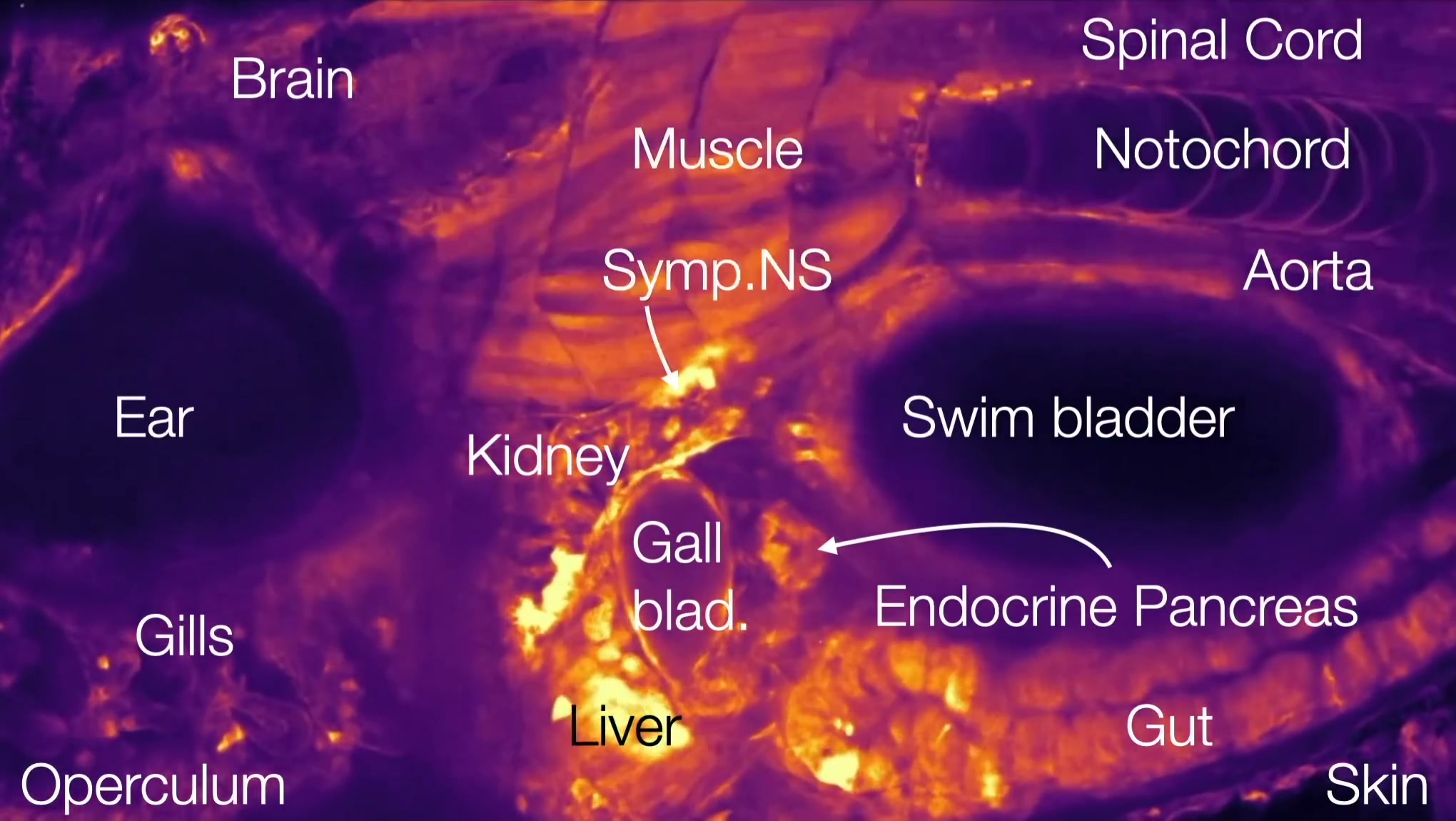 Sagittal view of a larval zebrafish with major organs indicated.